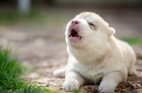 Kňučení štěněte: výraz nepohody i štěněcí rozmar