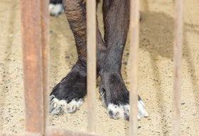 Prošlapy u štěněte: jak se jim vyhnout i jak je řešit