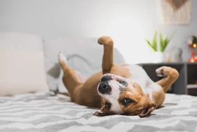 Je škytavka u psa nebezpečná?