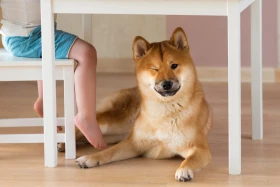 Co a jak vidí pes - ve tmě, v barvách i na obrazovce