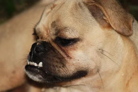 Podkus a předkus u štěněte