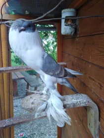 Oblíbené modifikace zbarvení holubů v ČR – dominantní opál