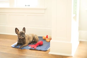Trpí váš chlupáč v horkých dnech? Chladicí podložka pro psa může být řešením