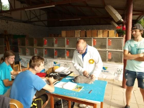 Jak na vystavování králíků?