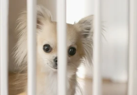 Ohrádka pro štěňata: proč a jakou pořídit