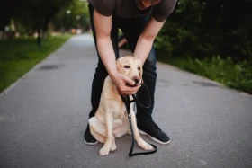 Otrava psa nemusí vždy končit špatně. Víte však, co vše je pro psa jedovaté a jak při otravě reagovat?