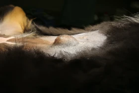 Operace kýly u psa: kdy k ní přistoupit a co obnáší
