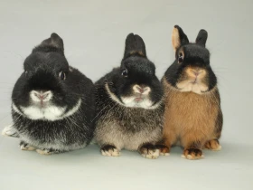 Jak na vystavování králíků? Část 2: Druhy výstav a členění expozic