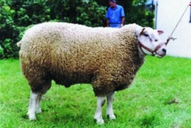 Texel - nejvýznamnější a nejrozšířenější masné plemeno světa