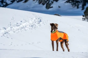 Reflexní vesta pro psa, svíticí obojek nebo vodítko? Hlavně buďte oba vidět
