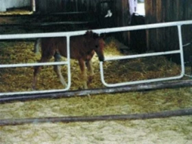 Etologie koní v průběhu porodu a puerperia