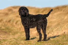 Cockapoo, cavapoo či labradoodle: hybridní plemena psů, která si získávají na oblibě