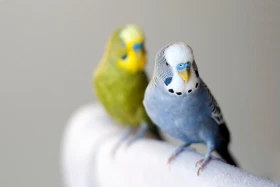 Zvažujete pořízení andulky? A znáte těchto 25 zajímavostí?