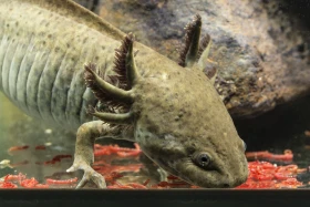 Nejen kočka, pes či křeček. Skvělým mazlíčkem může být také axolotl