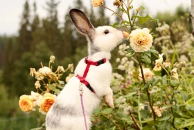 Pořizujeme králíčka: S kým jej chovat a jak se vybavit