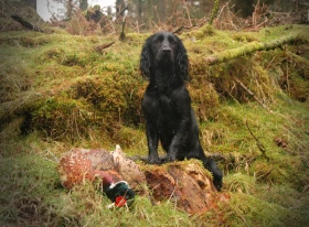 Anglický kokršpaněl: víte, jaký je rozdíl mezi výstavní a pracovní linií?