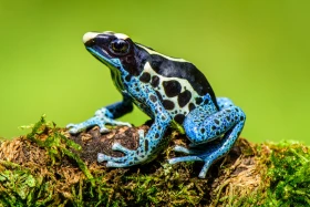 Zvažujete žábu jako domácího mazlíčka? Vybírejte pečlivě, může s vámi žít i patnáct let