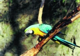 Poznámka k chovu arů araraun