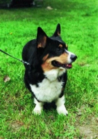 Velškorgi pembroke a Velškorgi cardigan