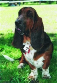 Baset - Bassethound