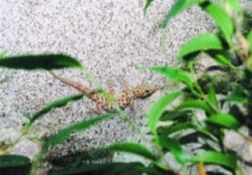 Gekon turecký Hemidactylus turcicus