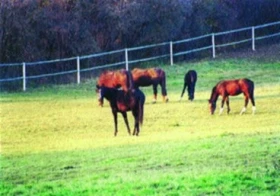 Požadavky na ustájení koní