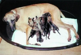 Sloughi - arabský chrt