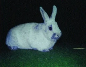 Králík velký světlý stříbřitý (Vss)