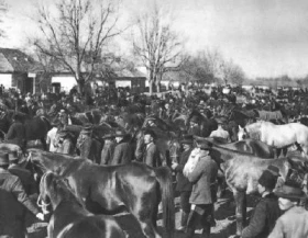 Nákup a prodej koní