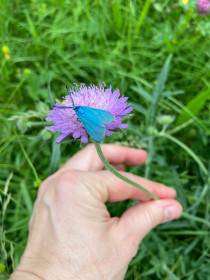 Modrý tyrkysový motýlek na hlaváči, cca 2-2,5 cm.