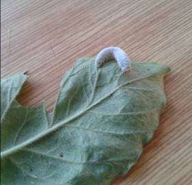 Housenka šedozelená na listu vrbiny tečkované.