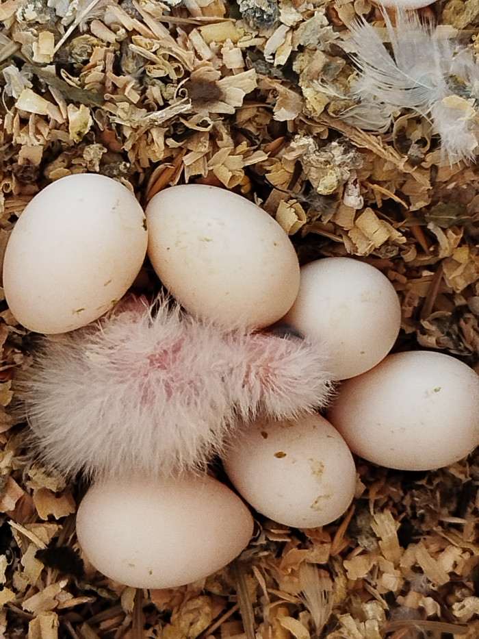 Zkušenosti mám s korelkama🍀