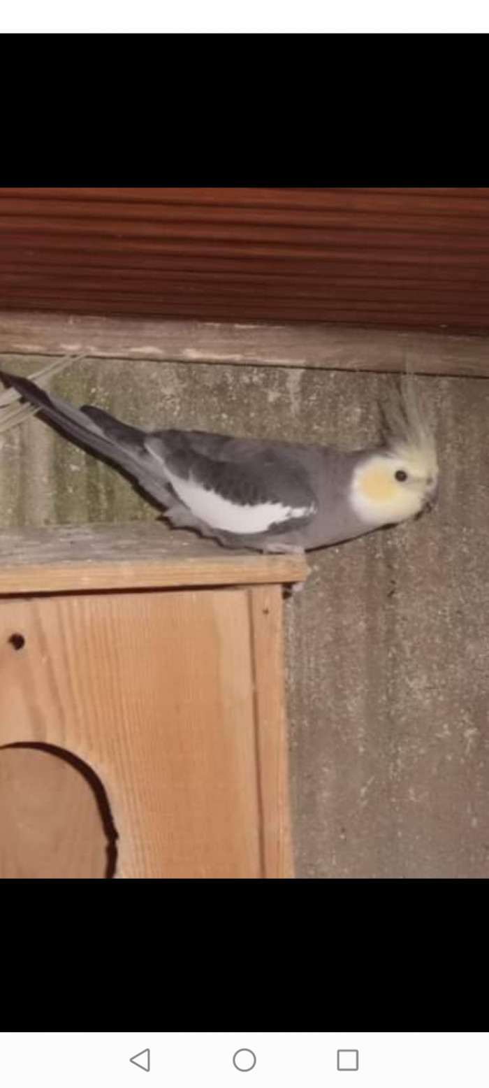 Pastelovolici (pastelface) šedá