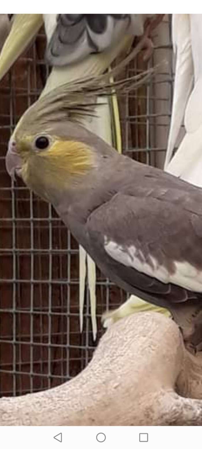 Pastelovolici (pastelface) šedá