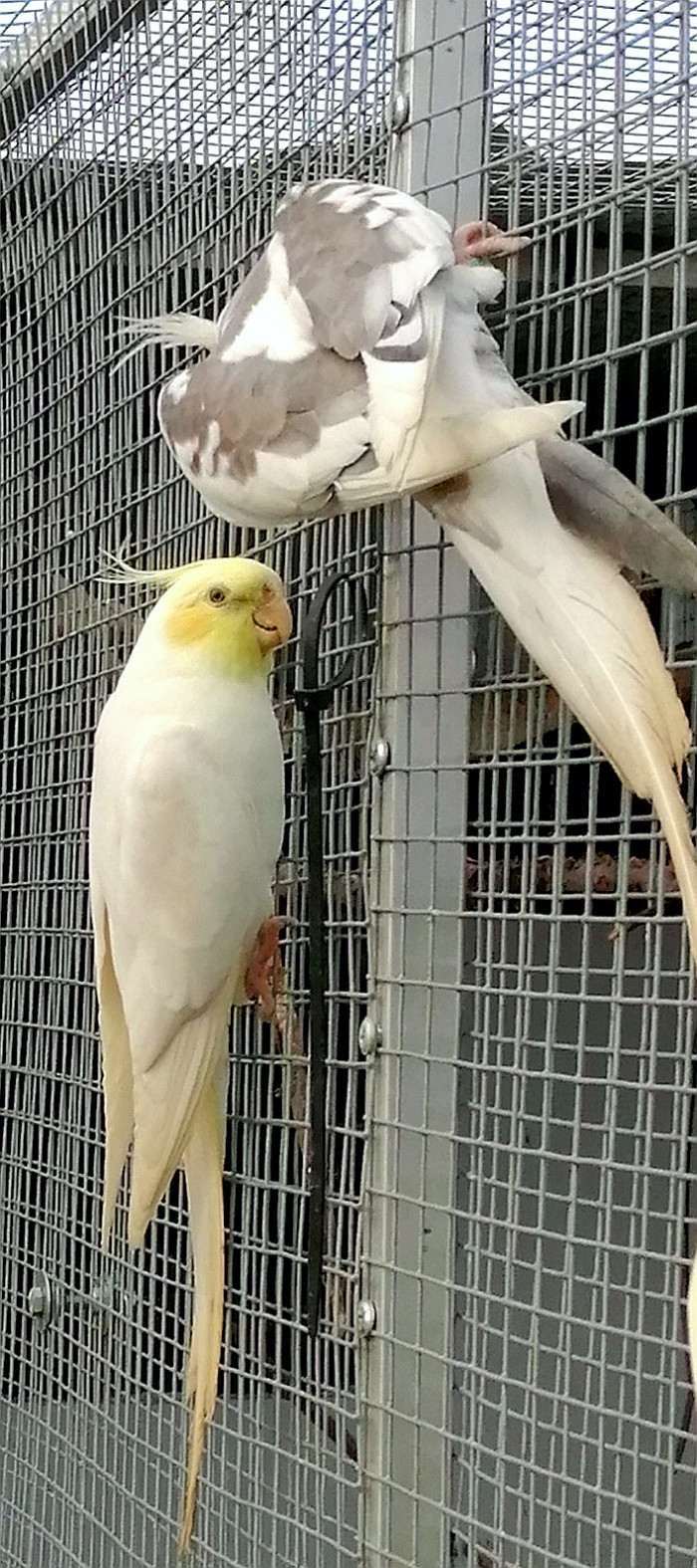 Lutino žlutolící od p. Svobody, bělohlavá Straka od přítele Pekharta