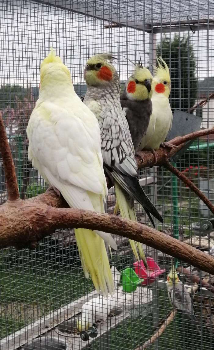 Mladí sourozenci a rodiče (v pozadí)