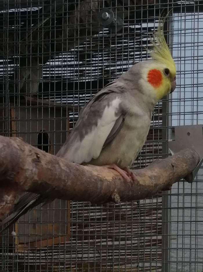 Chovný skořicivý /žlutolící