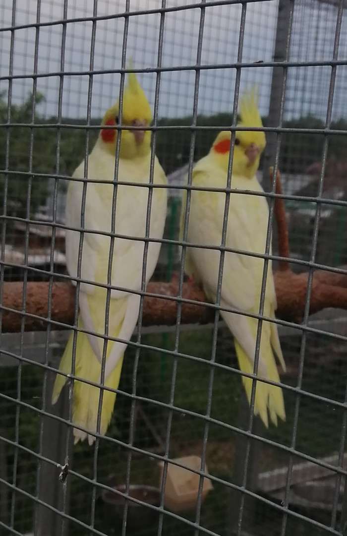 Loňský mladý perlovky