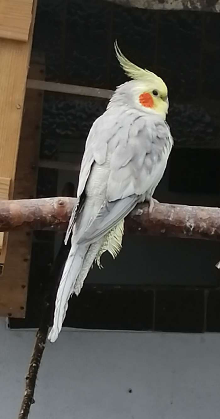 Chovný skořicivý /žlutolící