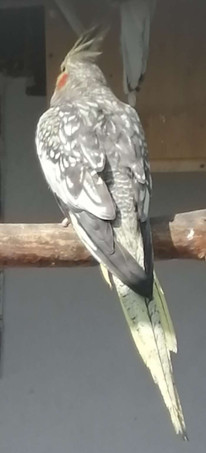 Chovná perlová samice