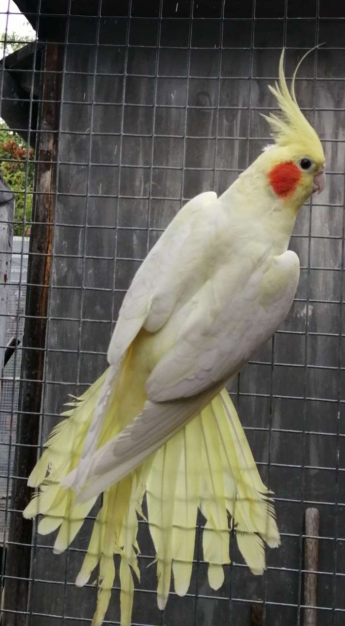 Chovná lutino perlová