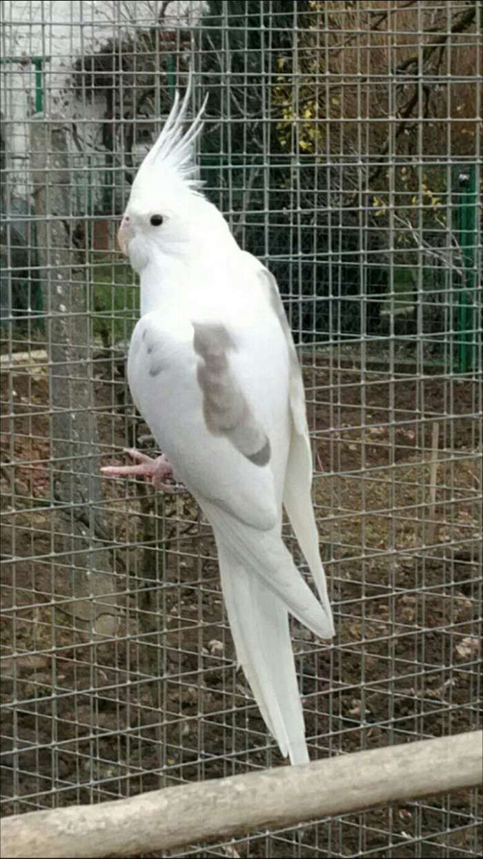 Skořicová straka 0,1