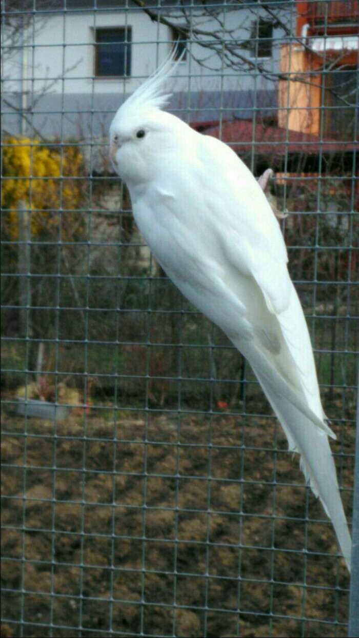 Bílá černooká 1,0