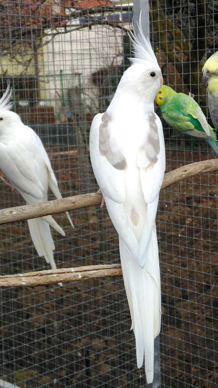 Skořicová straka 0,1