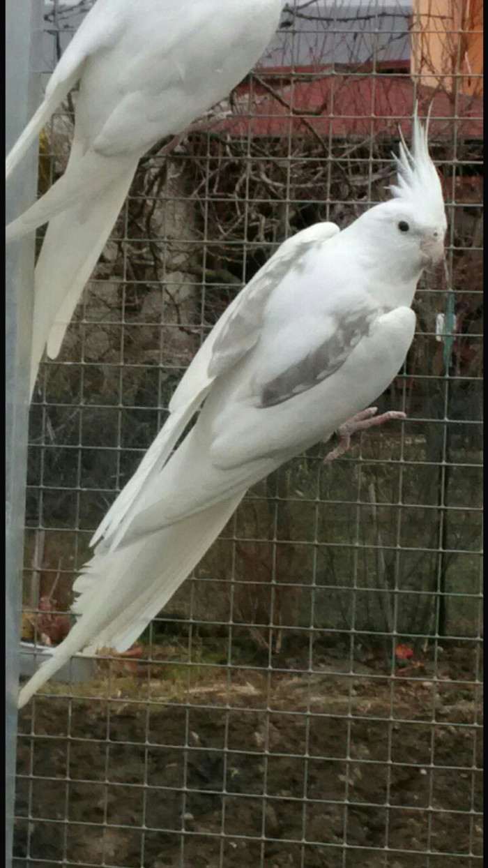 Skořicová perlová straka 0,1