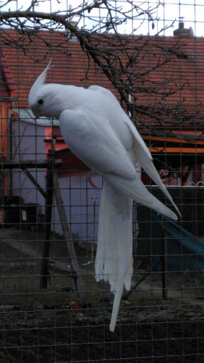 Bílá černooká 1,0