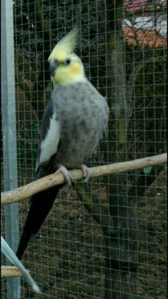 Pastelface perlová 1,0