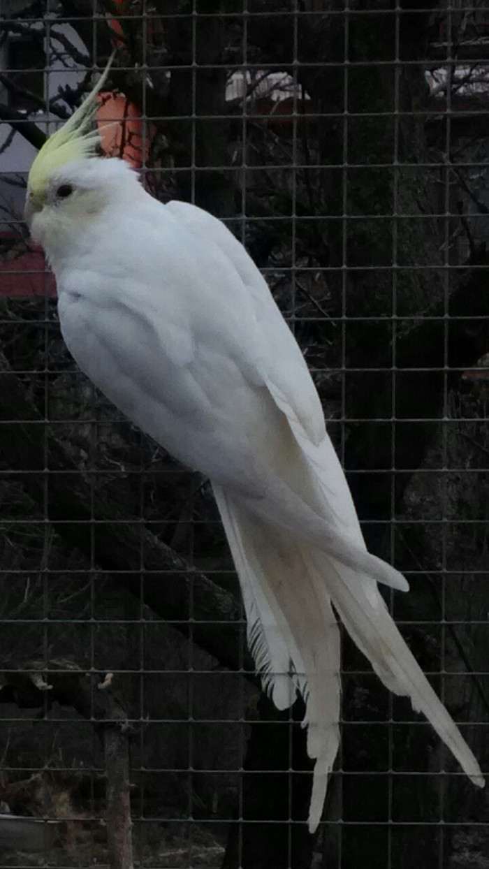 Creamface lutino 0,1