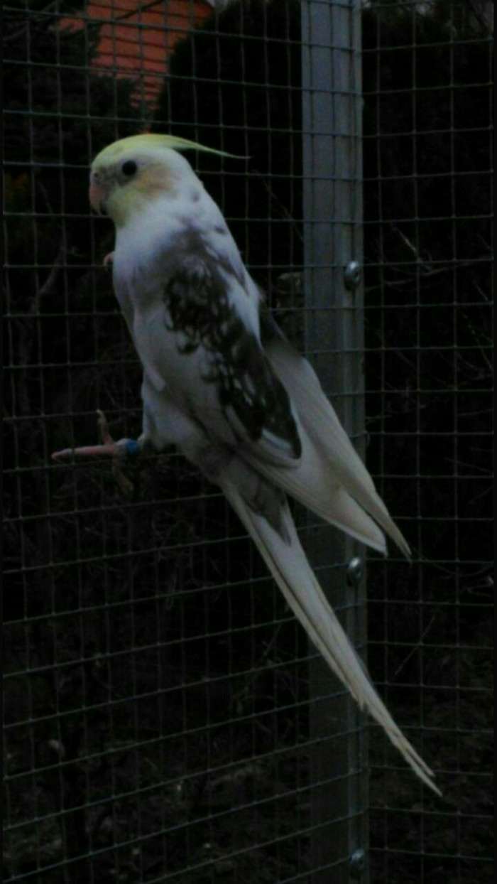 Creamface perlová straka 1,0