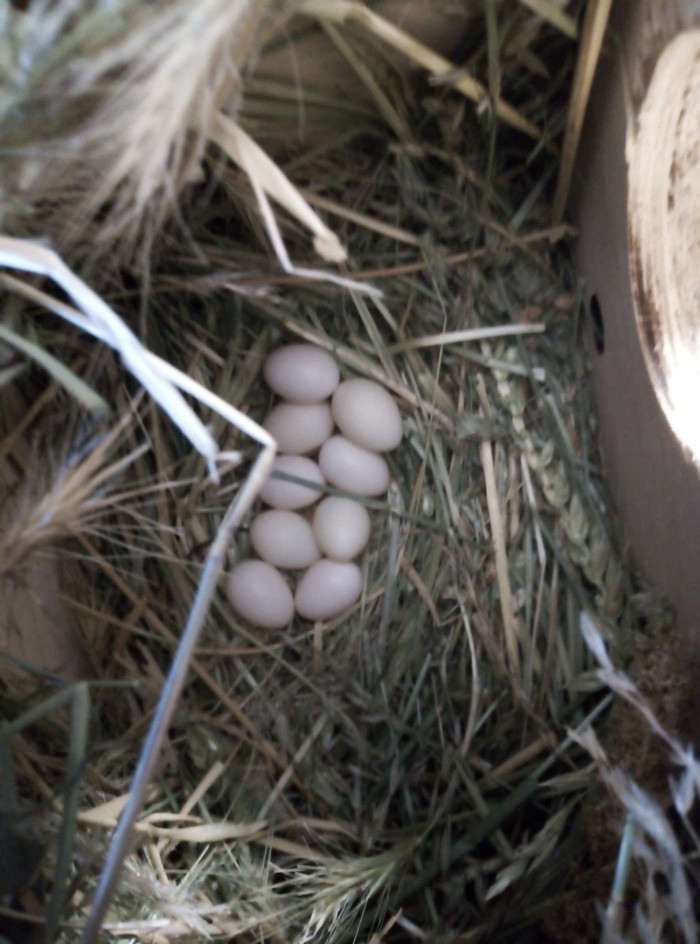 9 vajec jej prvá snaška